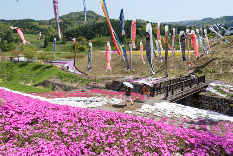 鯉のぼりと芝桜の共演が見られます | 上越サンプラザホテル